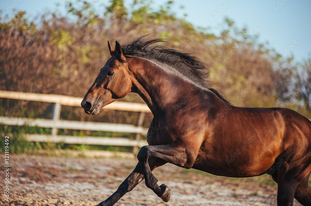 Naklejka premium Portrait of beautiful bay stallion in the sky in the fence. Horse galloping in paddock