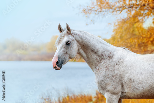 Beautiful expressive portrait of a white stallion Arabian porody.Loshad stands on a background of blue lake