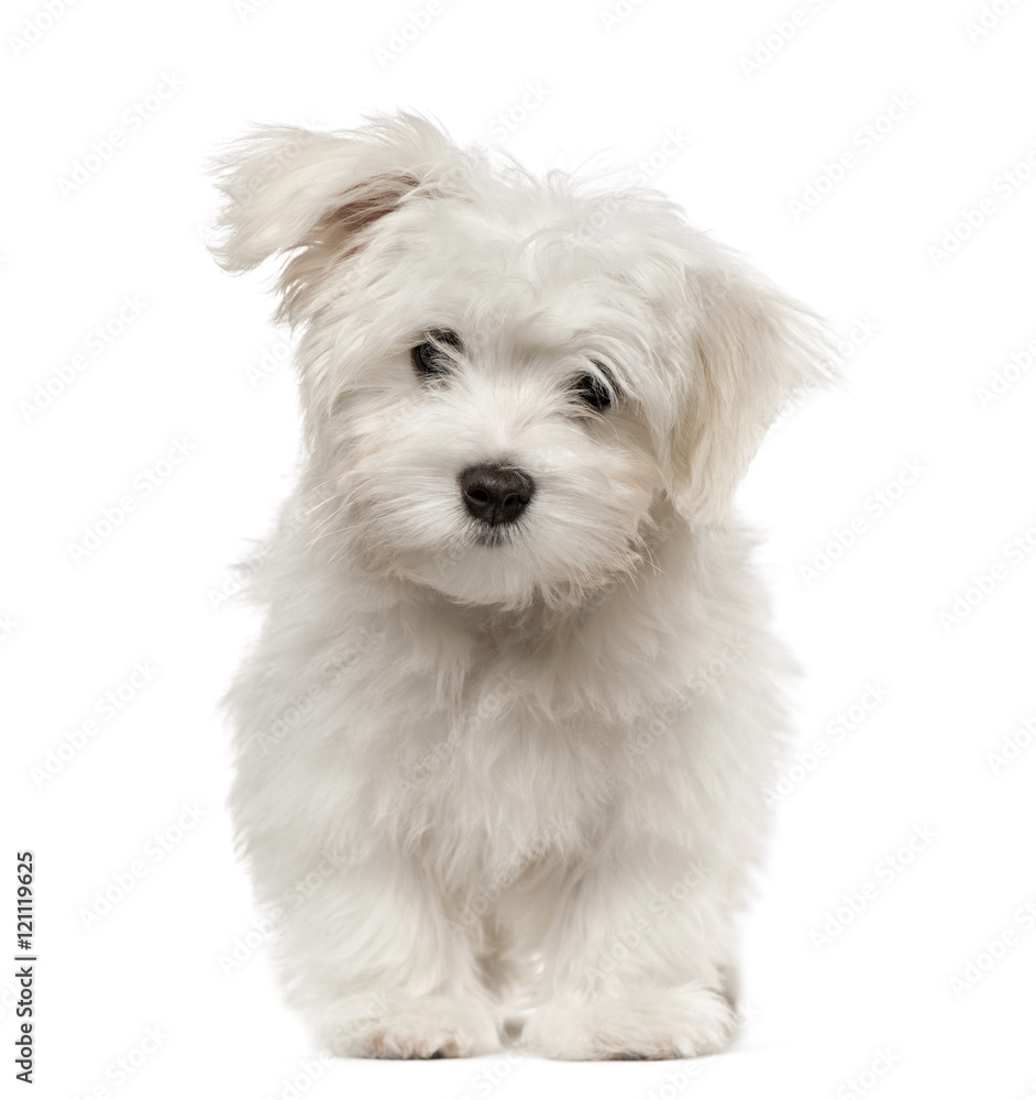 Maltese puppy looking at camera, isolated on white