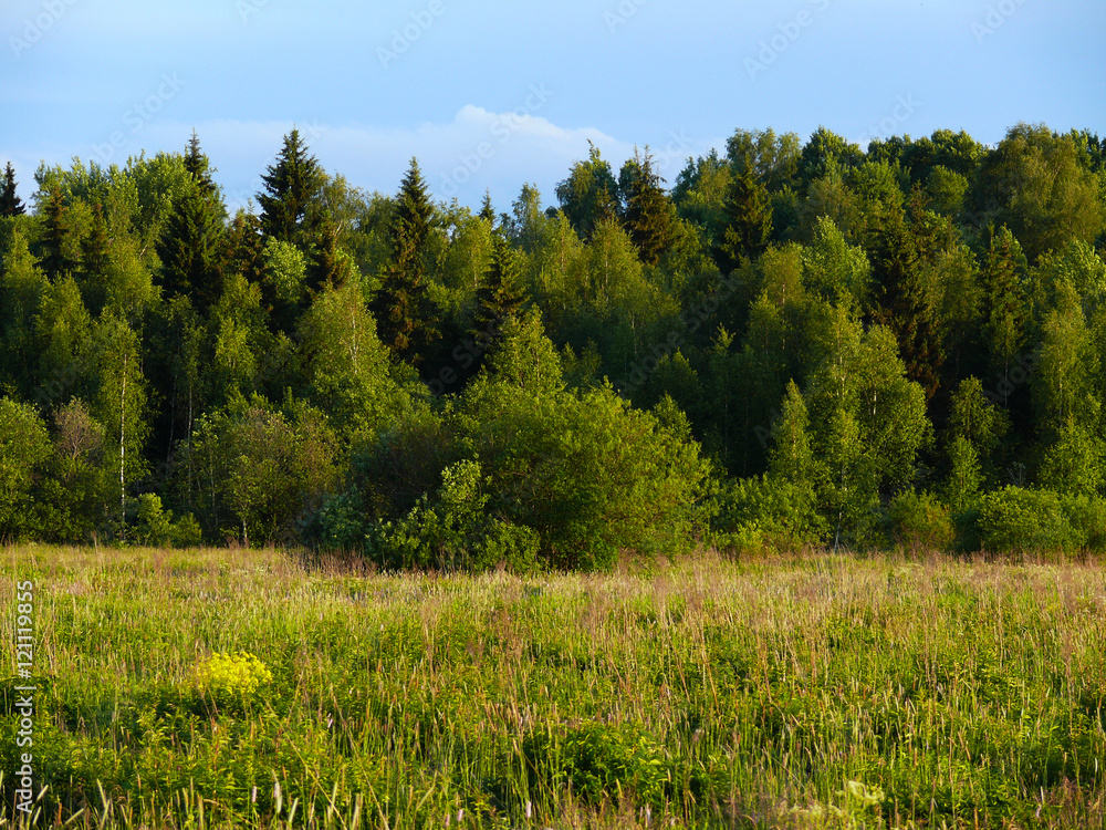 forest in the field forest in the field