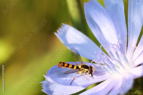 similar to a wasp insect perched on a light blue flower © Pawel Horazy