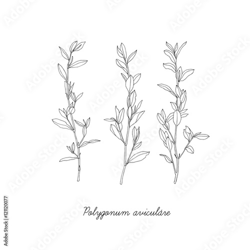 The grass knotweed.Hand drawn vector Illustration.
