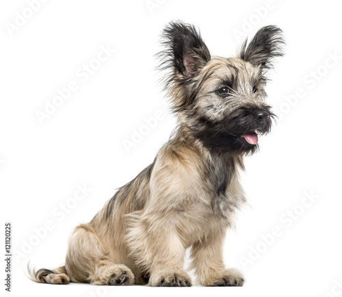 Skye Terrier dog sitting and looking away isolated on white © Eric Isselée