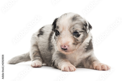 21 days old crossbreed puppy isolated on white © Eric Isselée
