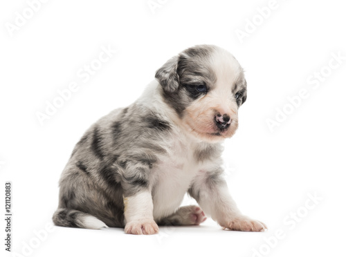 21 days old crossbreed puppy sitting isolated on white © Eric Isselée