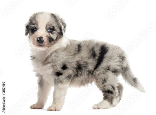 Side view of a crossbreed puppy isolated on white © Eric Isselée
