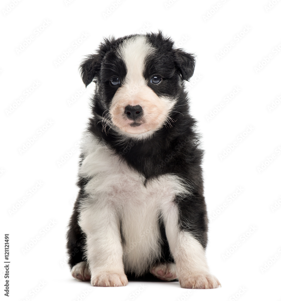 Front view of a crossbreed puppy sitting isolated on white