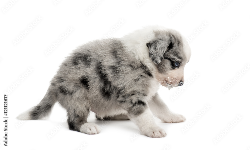 Side view of a crossbreed puppy isolated on white Side view of a crossbreed puppy isolated on white