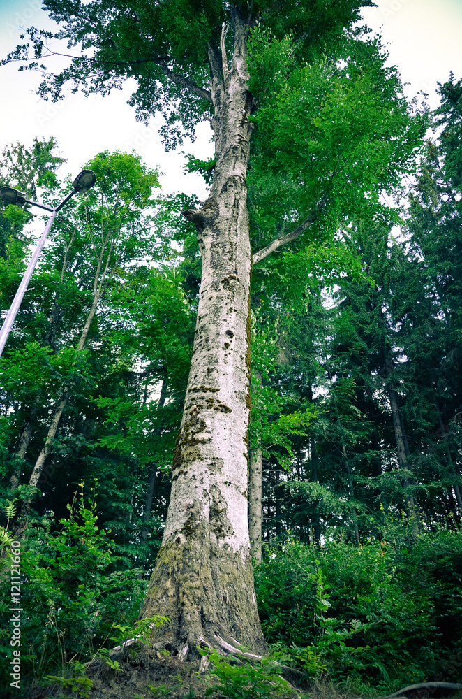 Fototapeta premium Tree trunk, old green, vertical photo