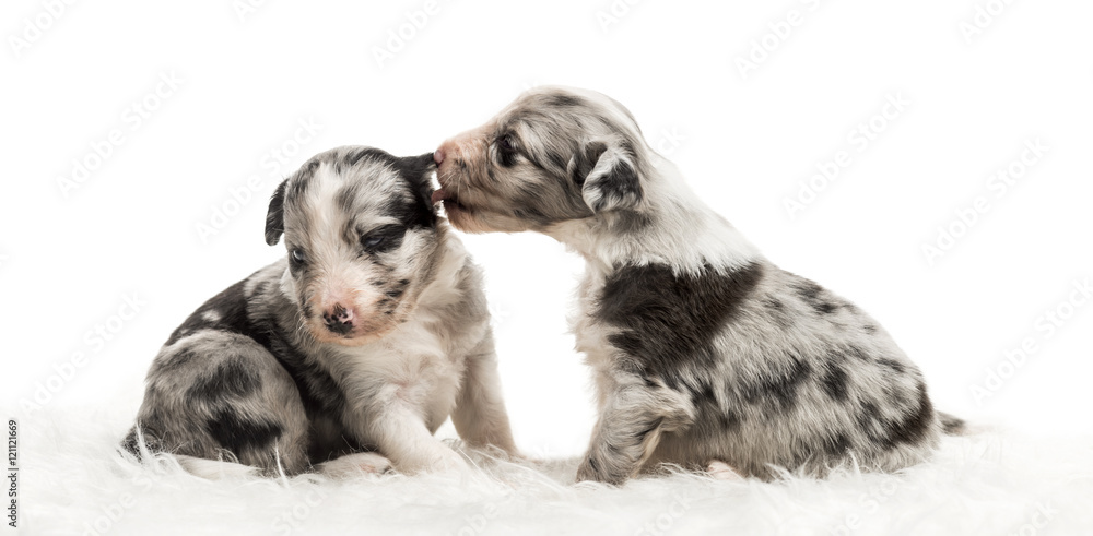 Two 21 day old crossbreed puppies playfully licking ear Two 21 day old crossbreed puppies playfully licking ear