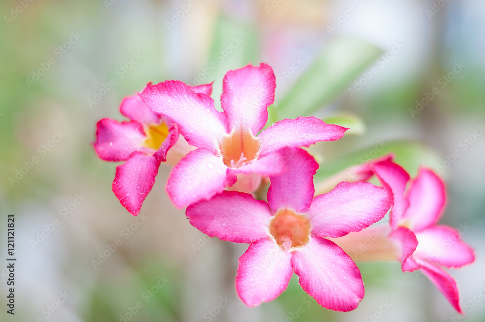 Obraz premium Desert Rose pink in the morning