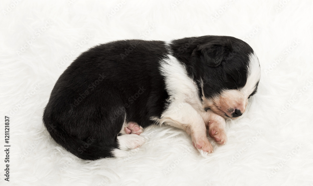 21 day old crossbreed puppy sleeping peacefully on white fur 21 day old crossbreed puppy sleeping peacefully on white fur