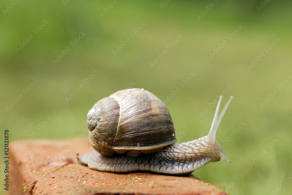 Slow snail moving along a brick Slow snail moving along a brick