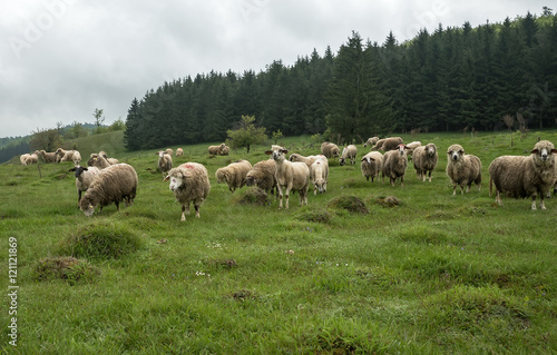 Sheep grazing on a meadow