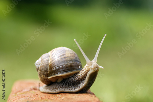 Slow snail moving along a brick