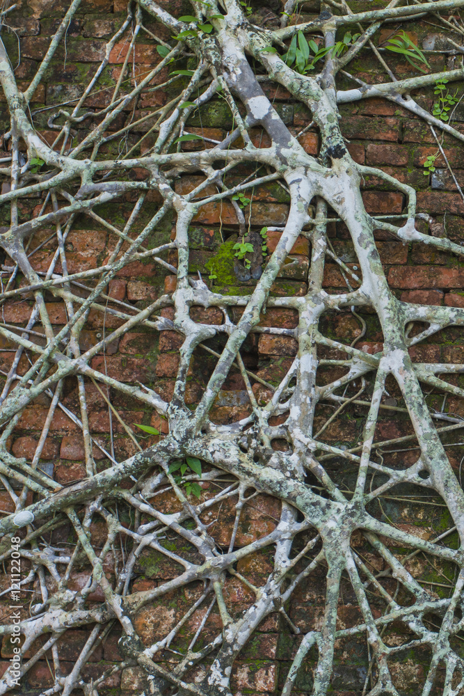 Ruin of abandoned building covered with roots on Ross Island. An
