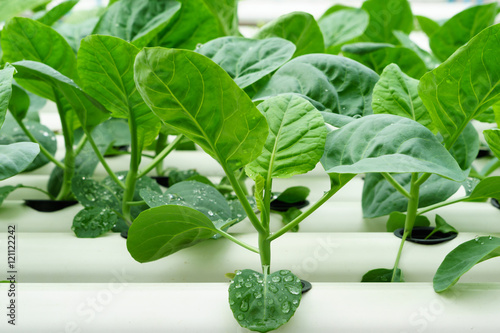 Vegetables hydroponics
