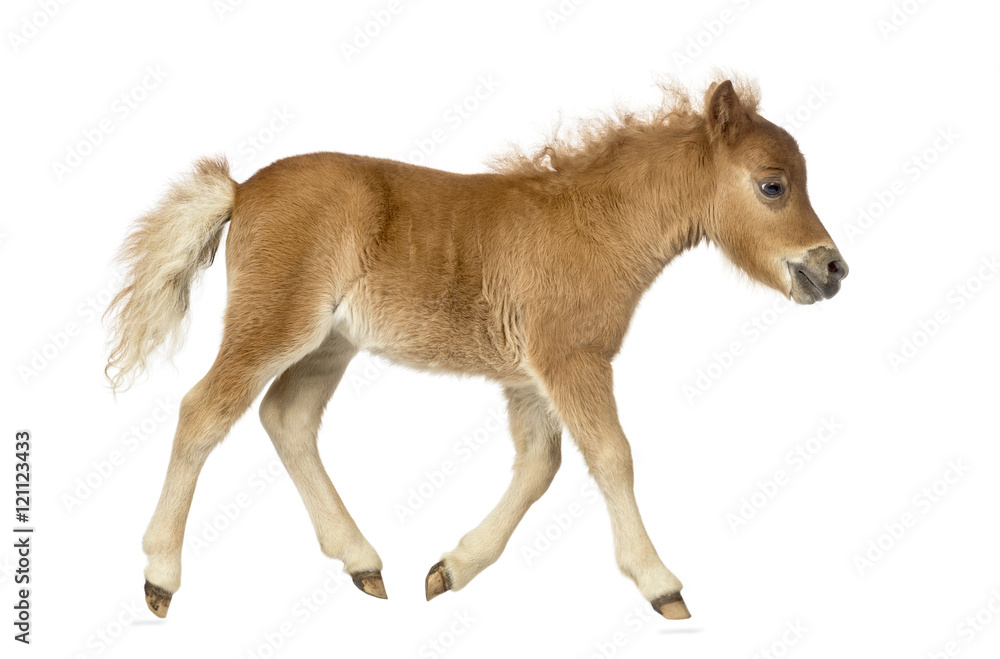 Side view of a poney, foal trotting against white background Side view of a poney, foal trotting against white background