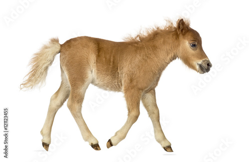 Side view of a poney, foal trotting against white background © Eric Isselée