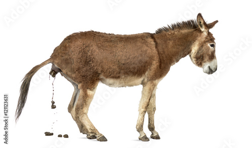 Side view of a Provence donkey defecating isolated on white
