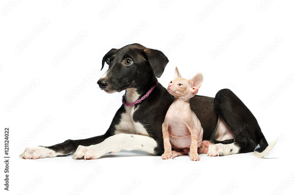 Cute puppy greyhound and kitten don sphynx on a white Cute puppy greyhound and kitten don sphynx on a white