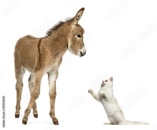 Provence donkey foal playing with British Shorthair cat © Eric Isselée