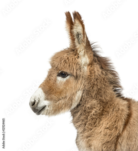 Close-up of Provence donkey foal isolated on white