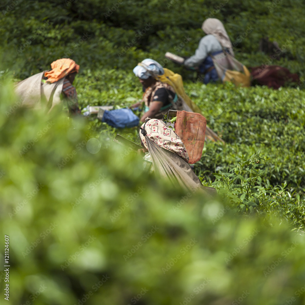 Obraz premium Woman picking tea leaves in a tea plantation, Munnar, India