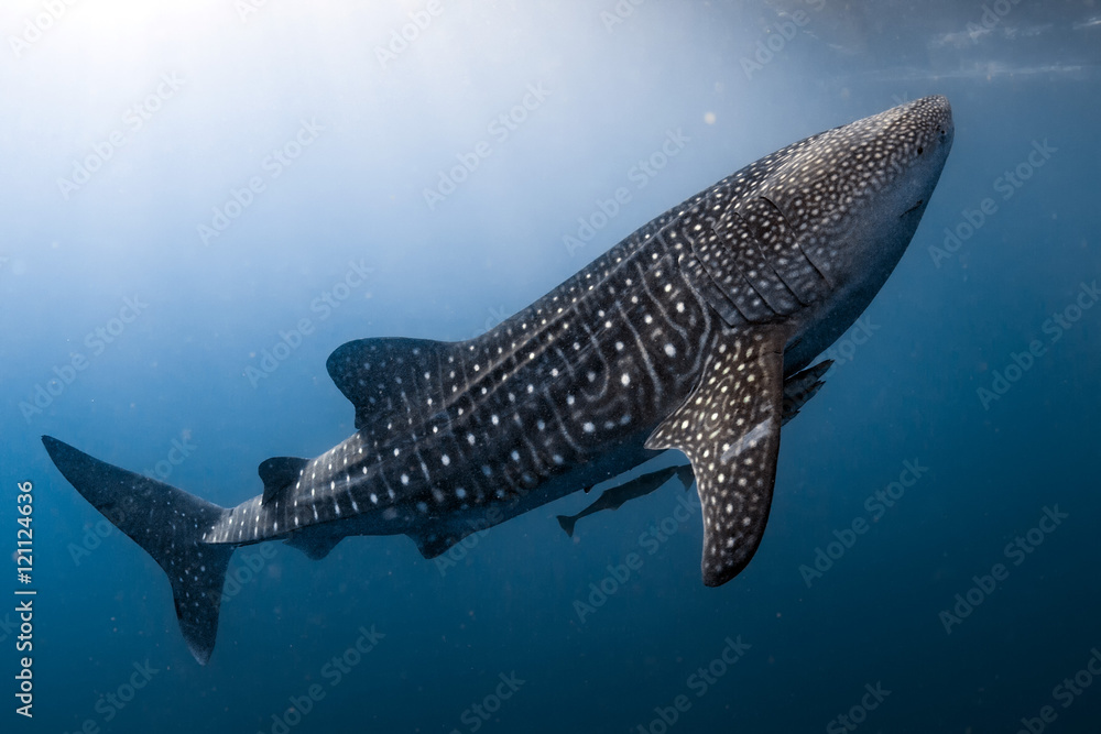 Naklejka premium Rekin wielorybi zbliża się do Ciebie pod wodą portret