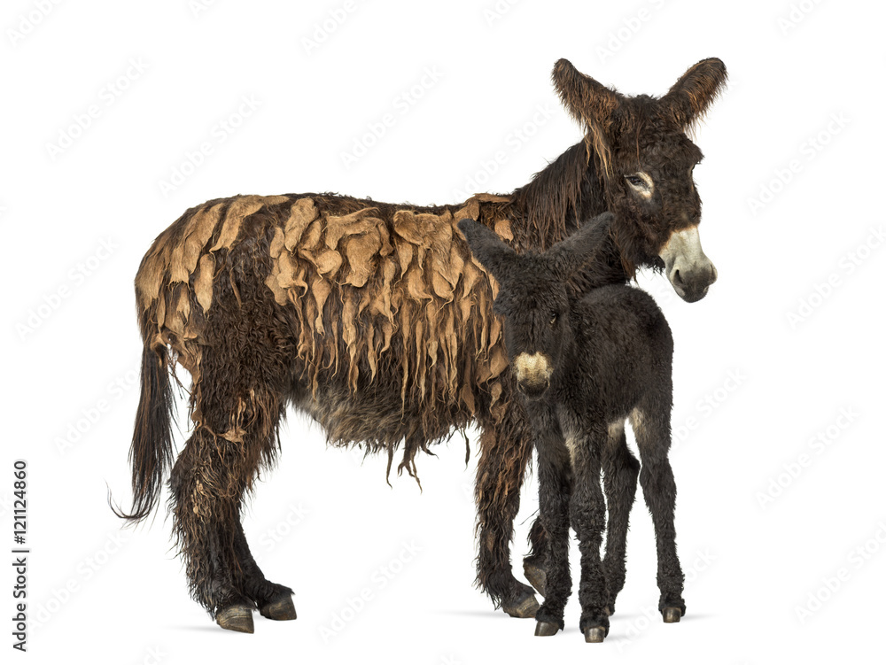 Donkey and her foal, baudet du poitoux isolated on white Donkey and her foal, baudet du poitoux isolated on white