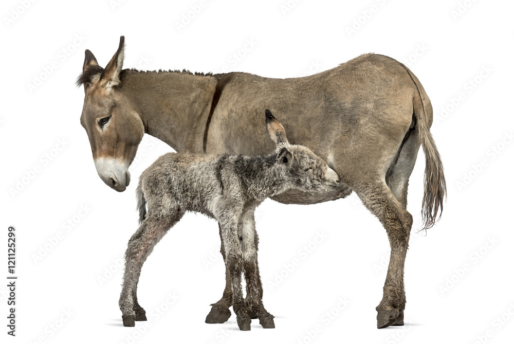 Mother provence donkey and her foal feeding isolated on white