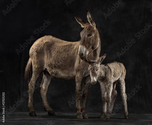 Mother provence donkey and her foal against black background