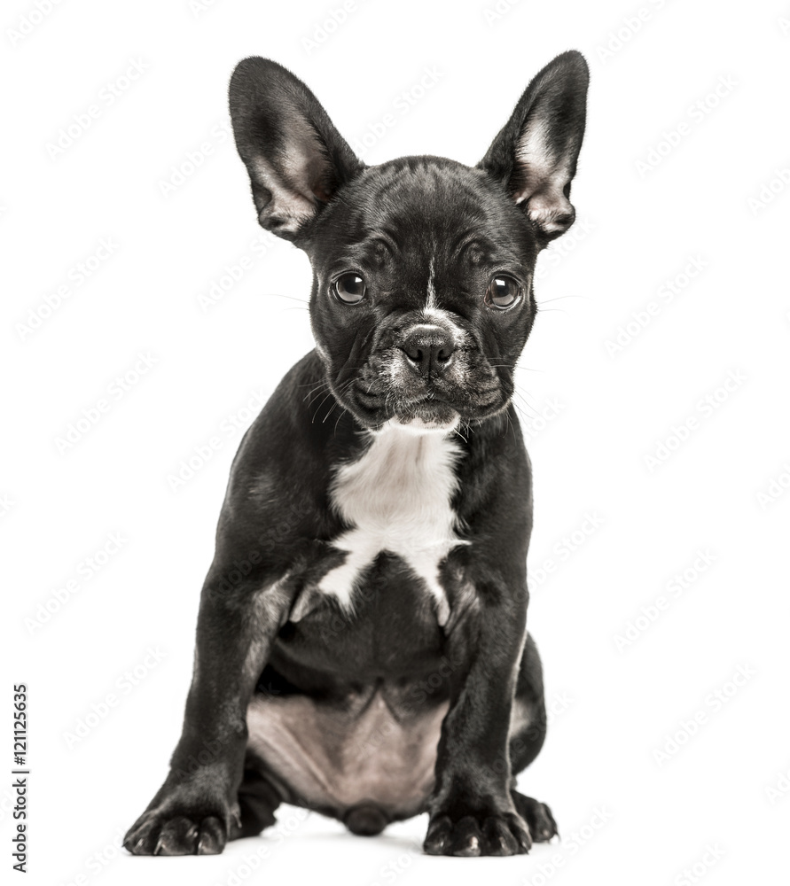 French Bulldog puppy, 10 weeks old, isolated on white