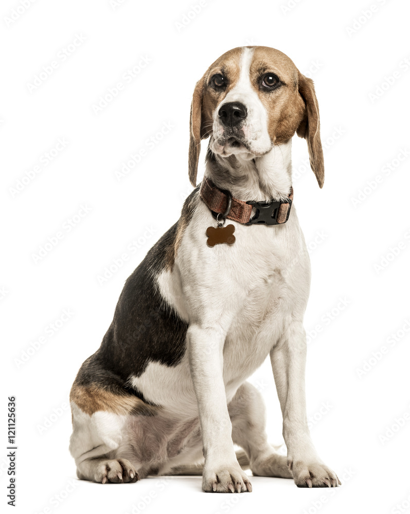 Beagle sitting, 18 months old, isolated on white