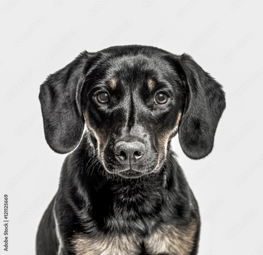 Close-up of Cross-breed puppy, isolated on white Close-up of Cross-breed puppy, isolated on white