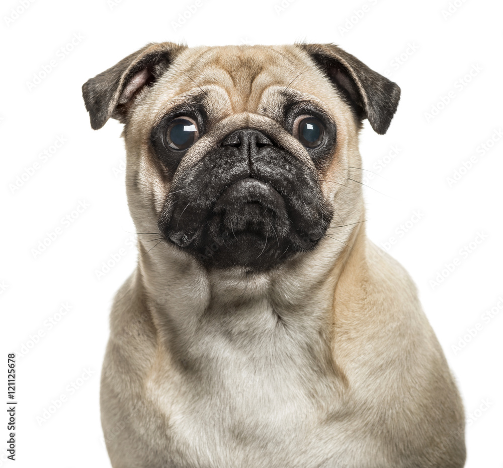 Close-up of Pug looking at camera, isolated on white