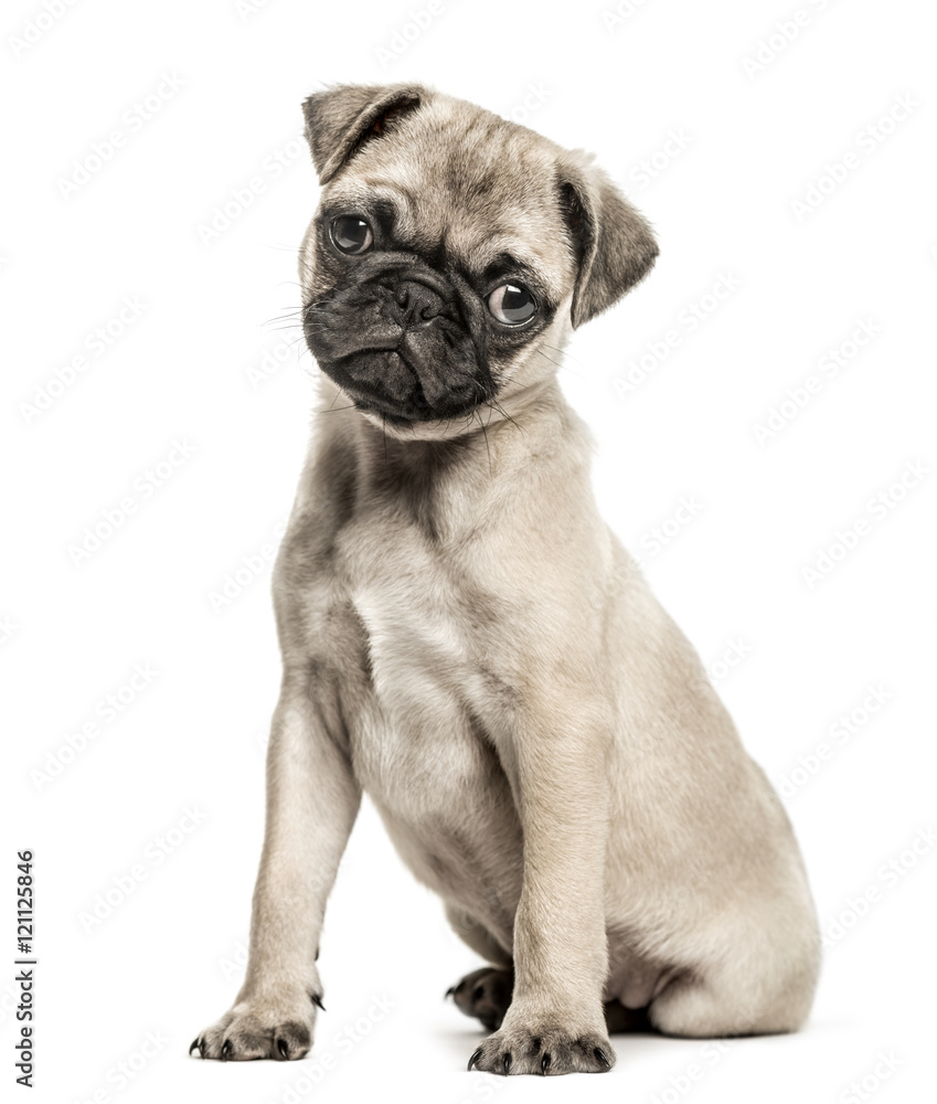 Pug puppy, 3 months old, isolated on white