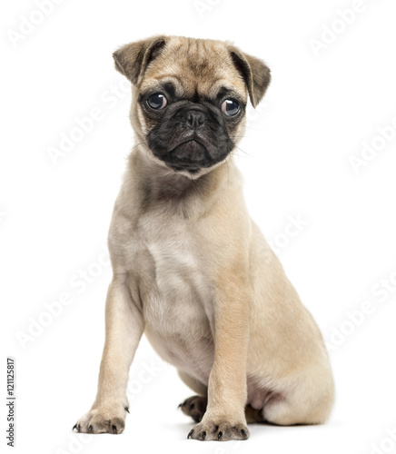 Pug puppy  3 months old  isolated on white