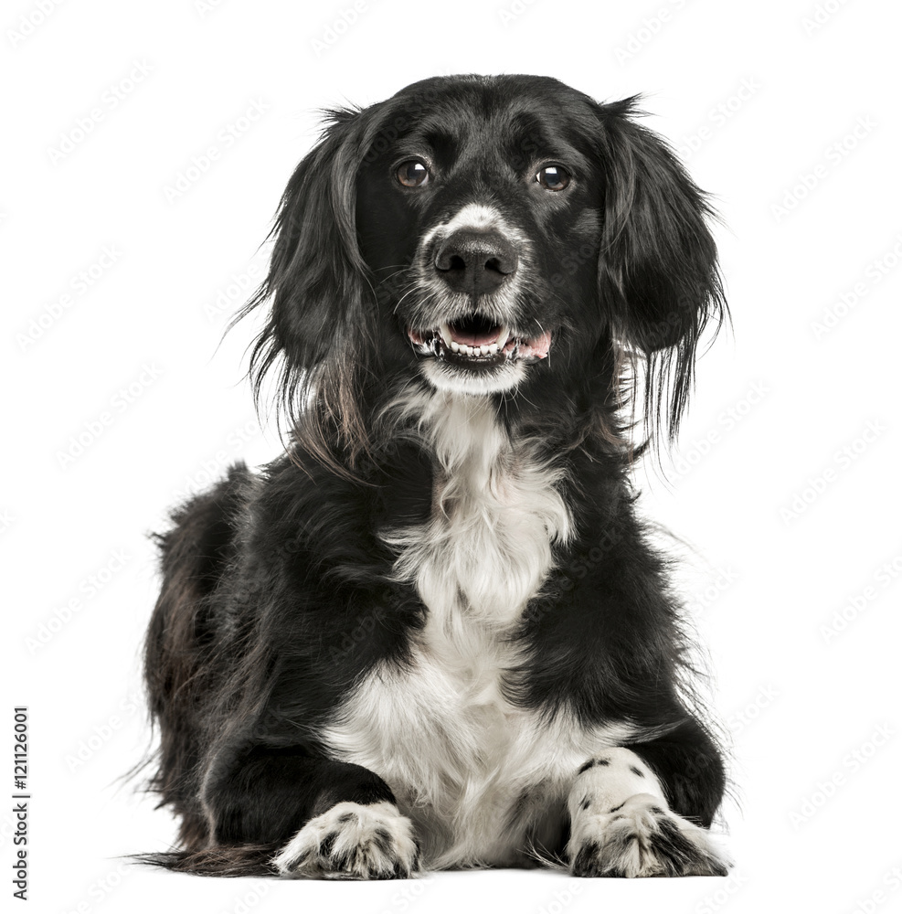 Mixed-breed dog, 10 years old, isolated on white