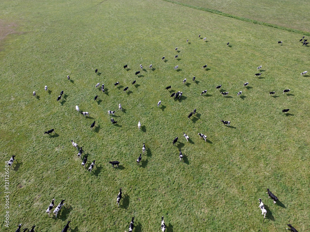aerial view of cows on green pasture in germany aerial view of cows on green pasture in germany