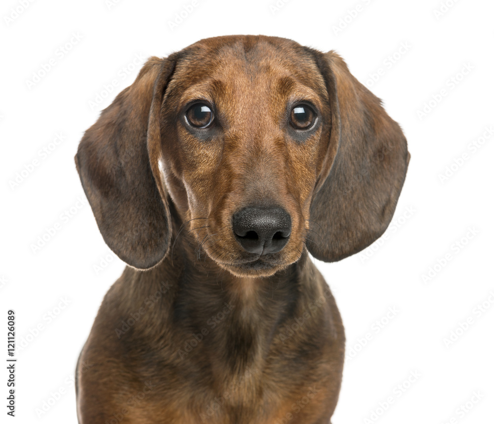 Close-up of Dachshund, 6 months old, isolated on white