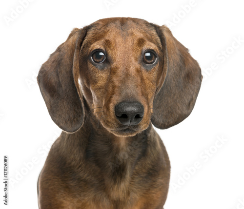 Close-up of Dachshund, 6 months old, isolated on white © Eric Isselée