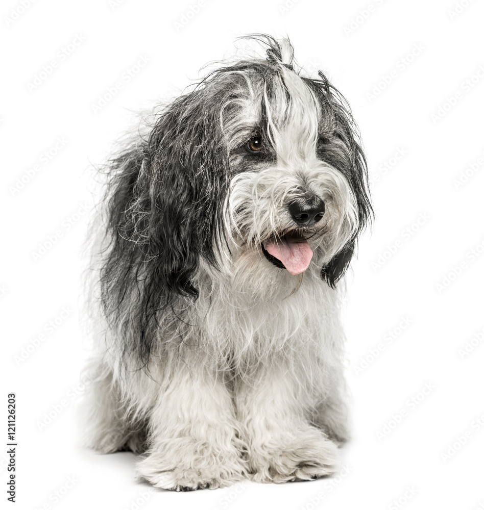 Polski Azwerty Nizinny, 2 years old, isolated on white