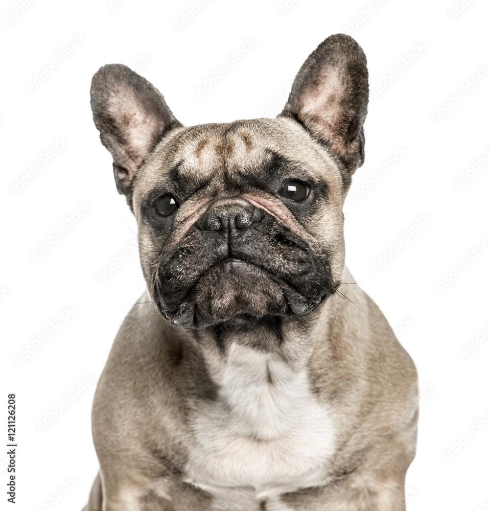 Close-up of French Bulldog, 6 years old, isolated on white Close-up of French Bulldog, 6 years old, isolated on white