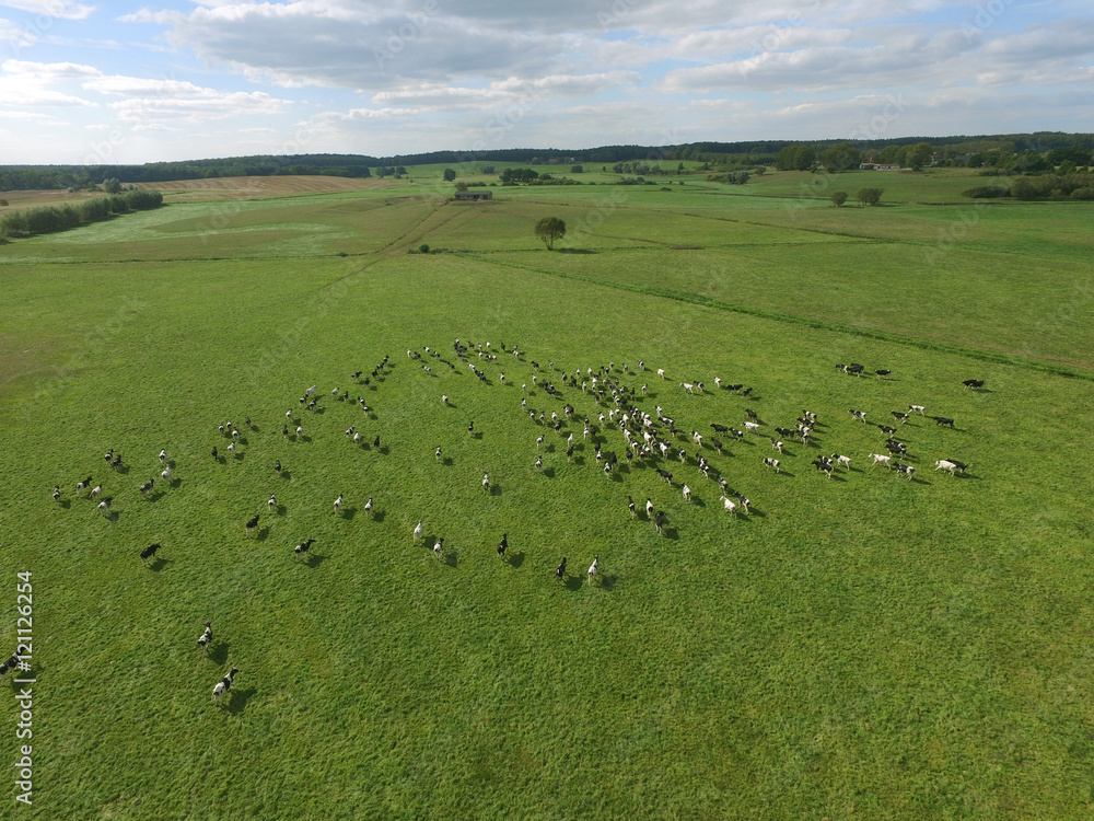 aerial view of cows on green pasture in germany aerial view of cows on green pasture in germany