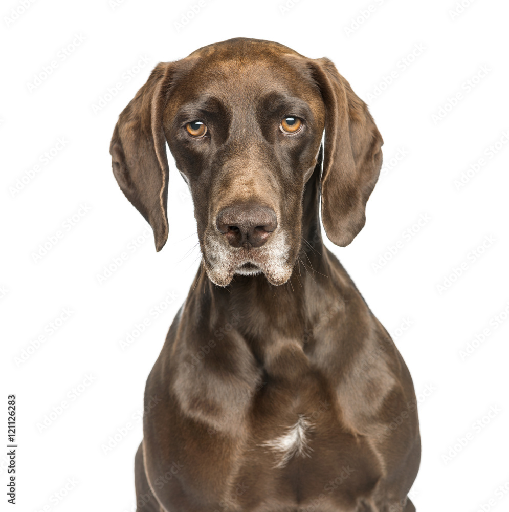Close-up of German Shorthaired Pointer, isolated on white