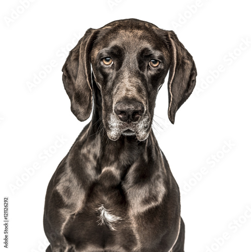 Close-up of German Shorthaired Pointer, isolated on white © Eric Isselée