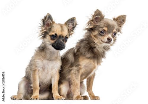Fototapeta Naklejka Na Ścianę i Meble -  Two Chihuahua puppies, isolated on white