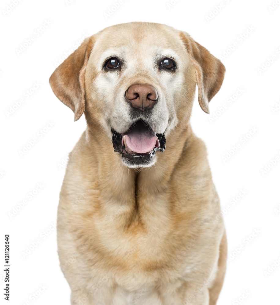 Close-up of Labrador Retriever, 11 years old, isolated on white Close-up of Labrador Retriever, 11 years old, isolated on white