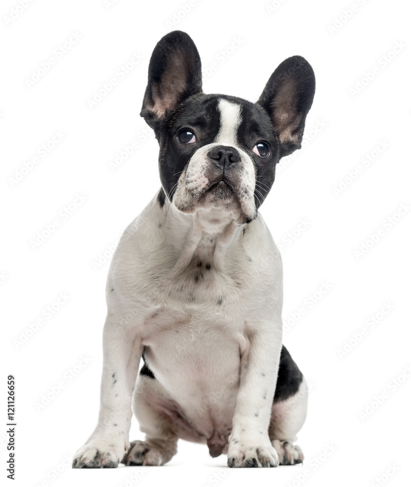French Bulldog puppy, 4 months old, isolated on white